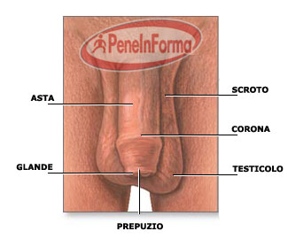 Anatomia del pene